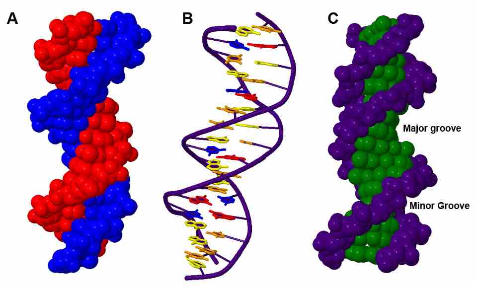 Three representations of DNA's double helical structure.